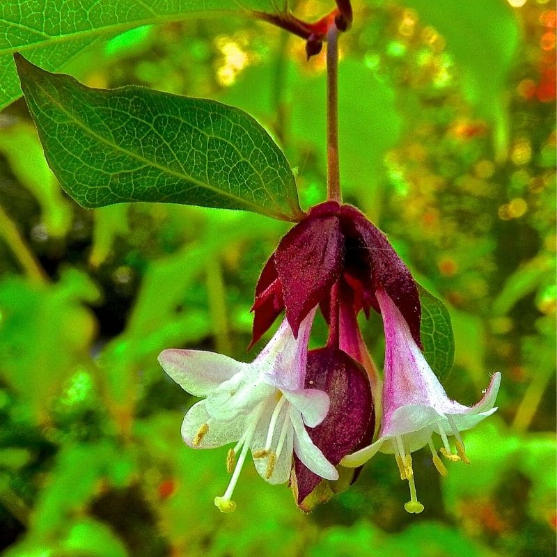 Himalayan Honeysuckle