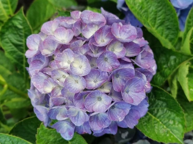 hydrangea flower