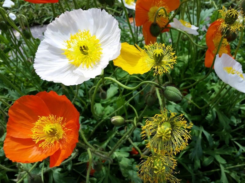 iceland poppy