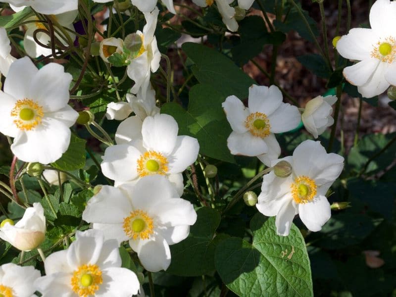 japanese anemone