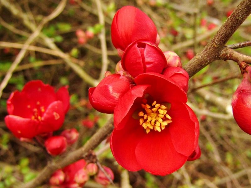 Red Winter Flowers  Red Winter Flower With Names