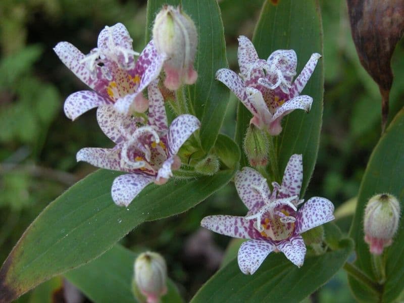 Japanese Toad Lily