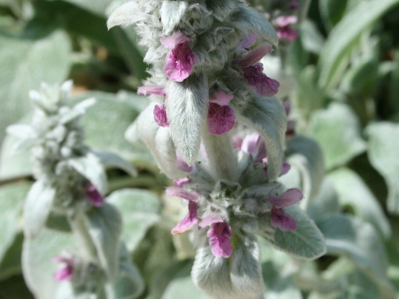 lamb’s ear flower