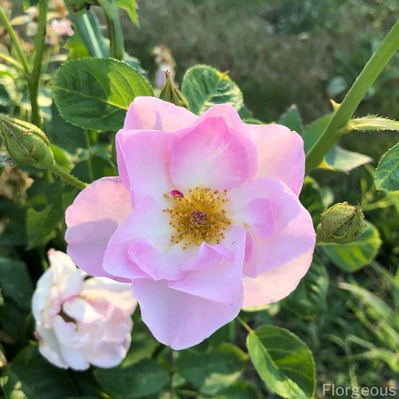 light pink rose yellow stamens