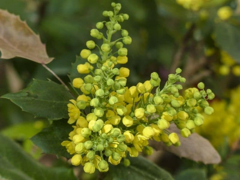 mahonia flowers