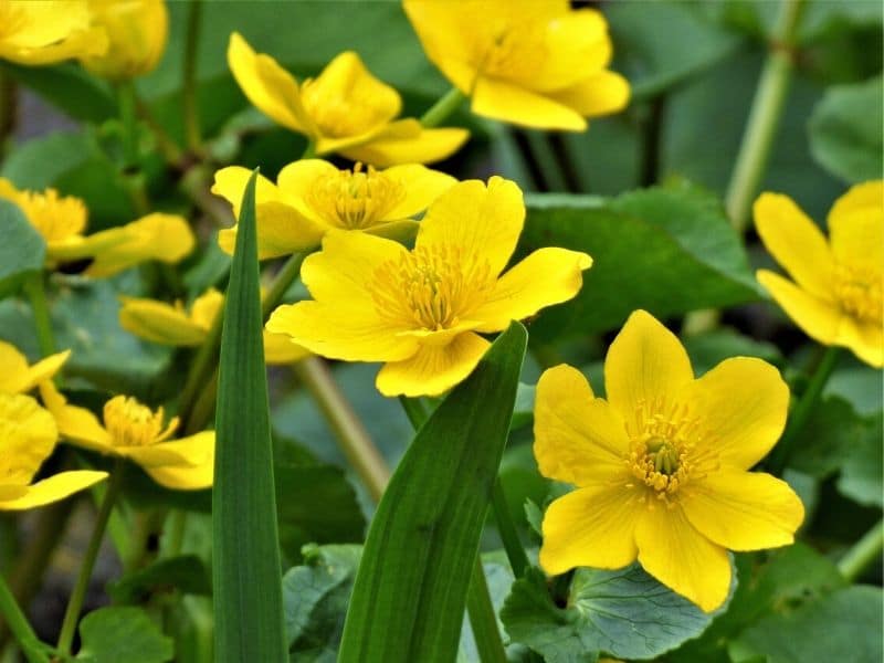 marsh marigold