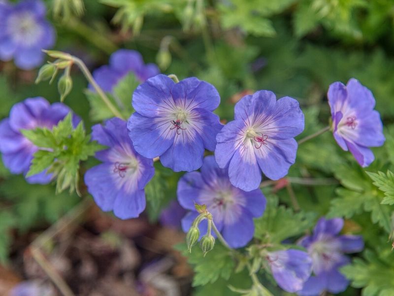 meadow cranesbill