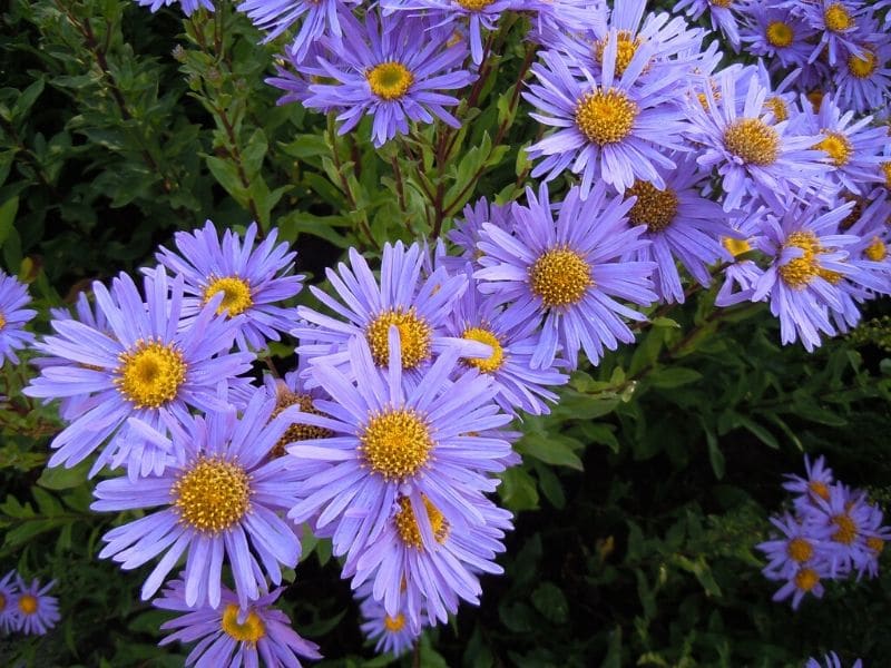 michaelmas daisy