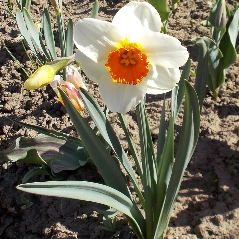 Narcissus ‘Barrett Browning’