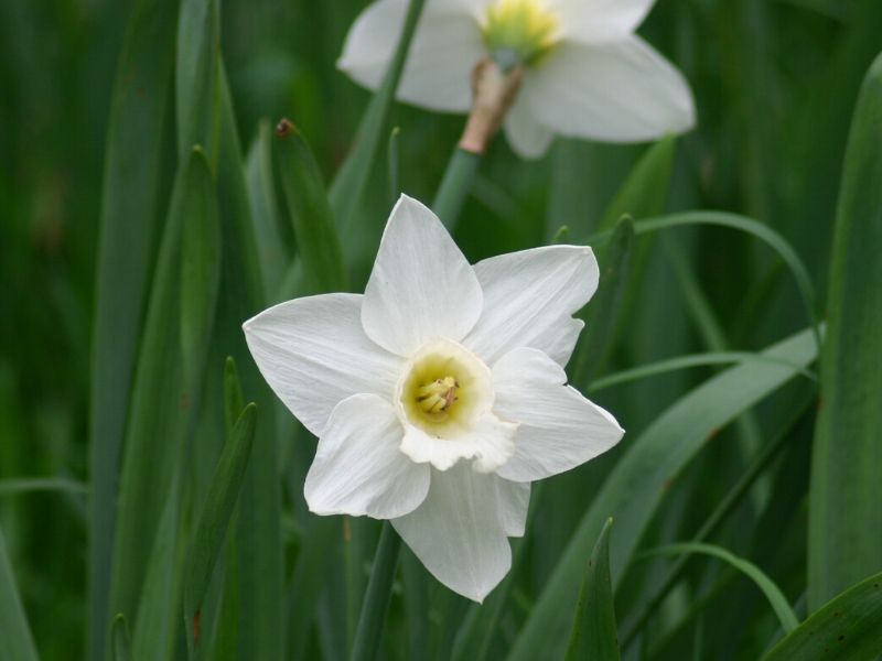 narcissus mount hood