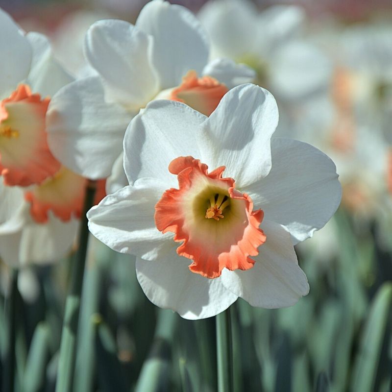 Narcissus ‘Pink Pride’