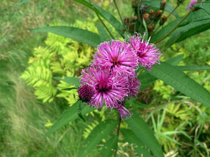 New York Ironweed