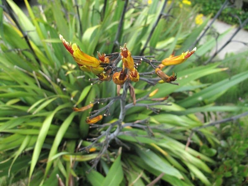 new zealand flax