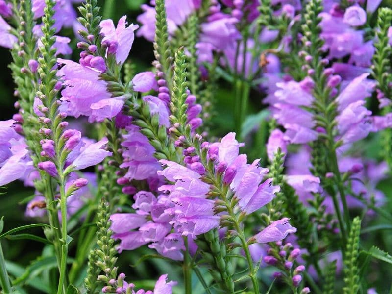 Obedient Plant