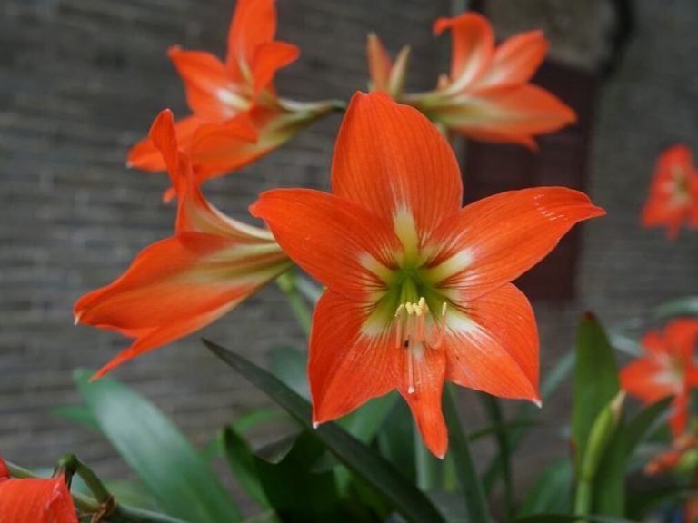 Top 21 Ornamental Plants To Grow In Your Garden Florgeous 