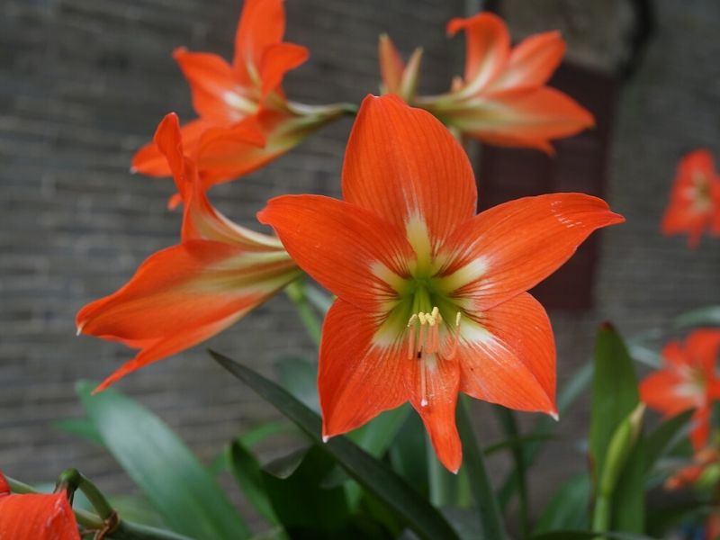 orange amaryllis