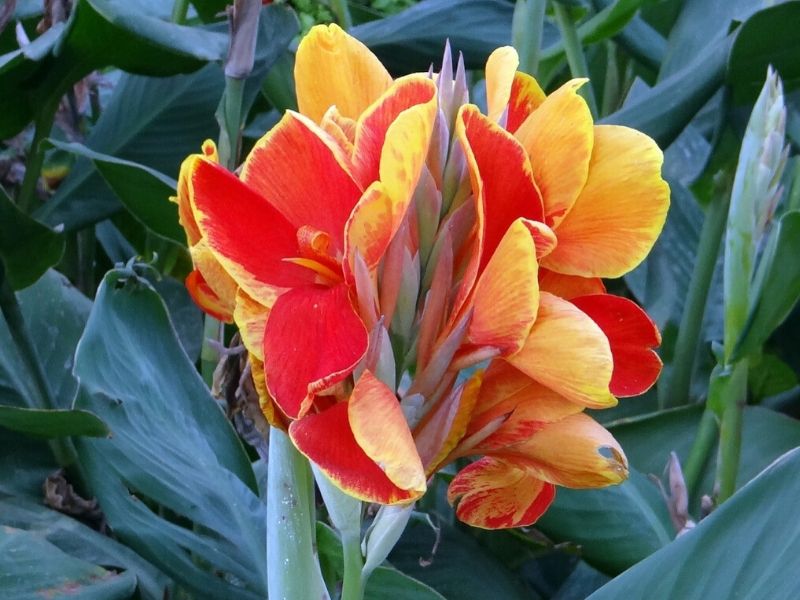 orange canna striata