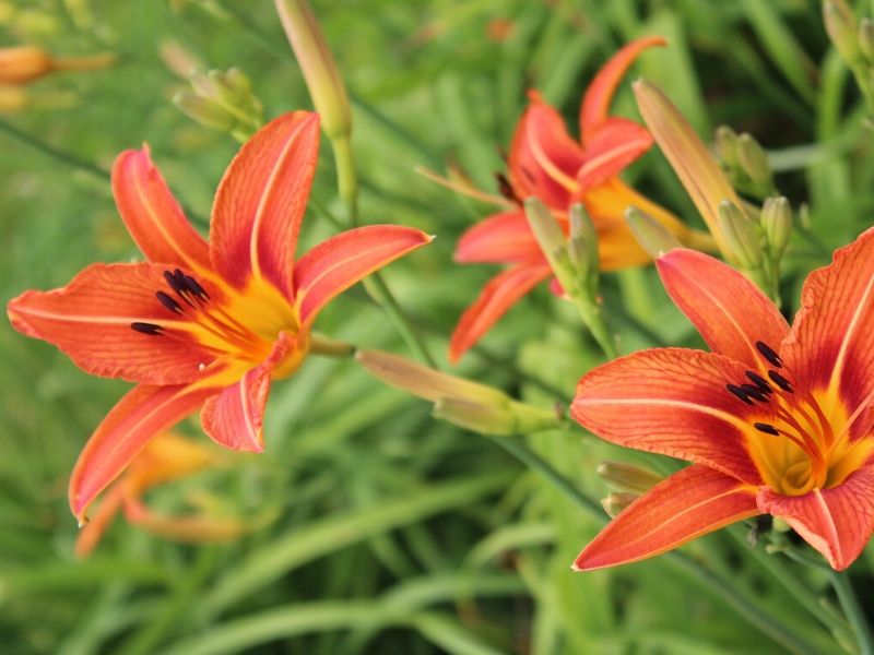 orange daylilies