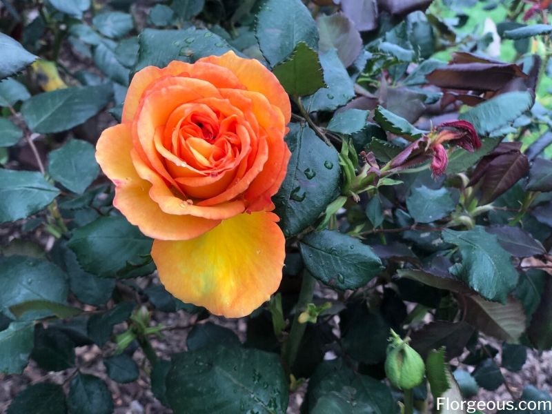 orange rose plant
