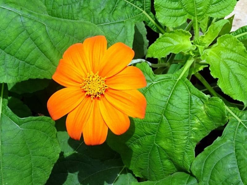 orange tithonia