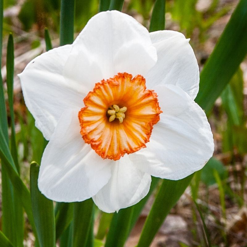 orange white daffodil