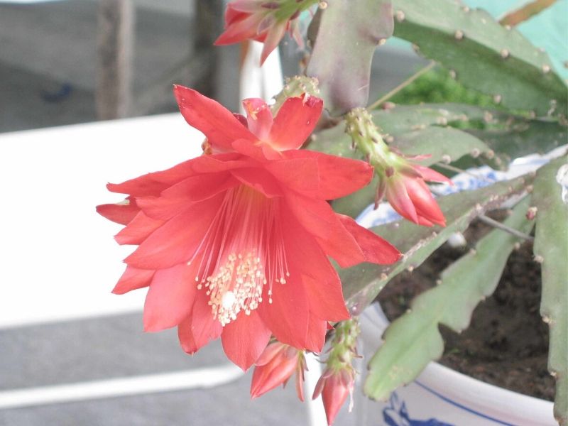 orchid cactus