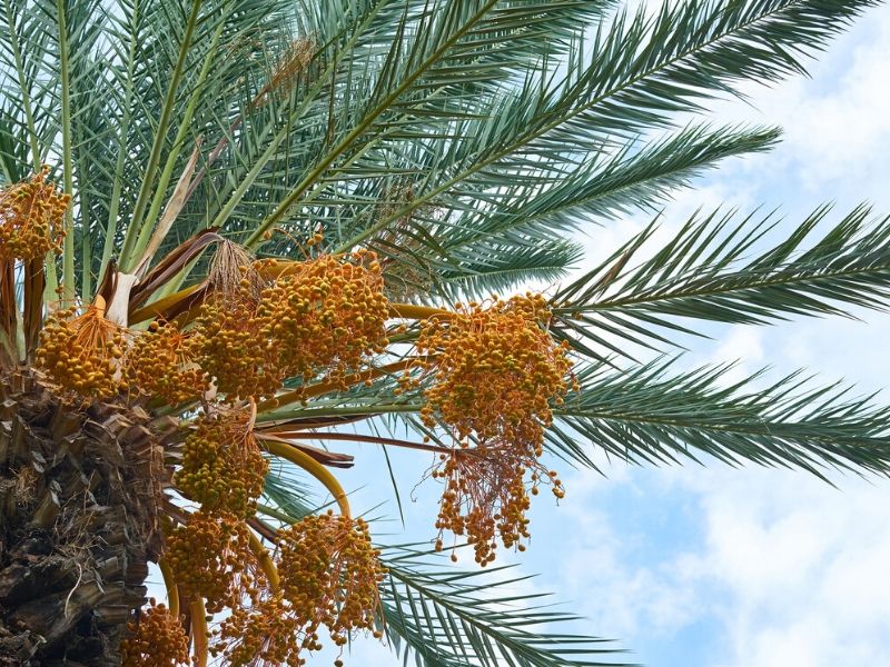 palm tree flower
