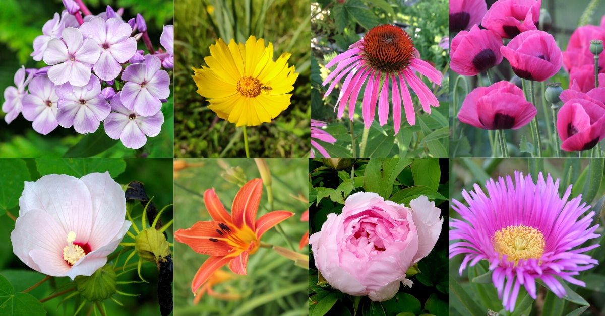 Biennial Plants And Flowers List