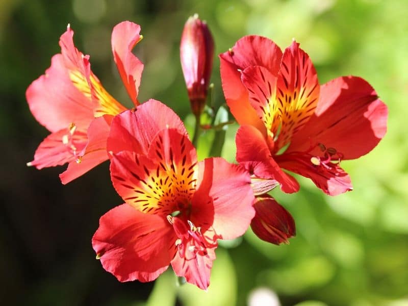 peruvian lily