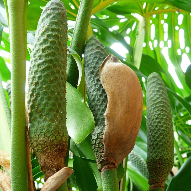 philodendron hederaceum flower