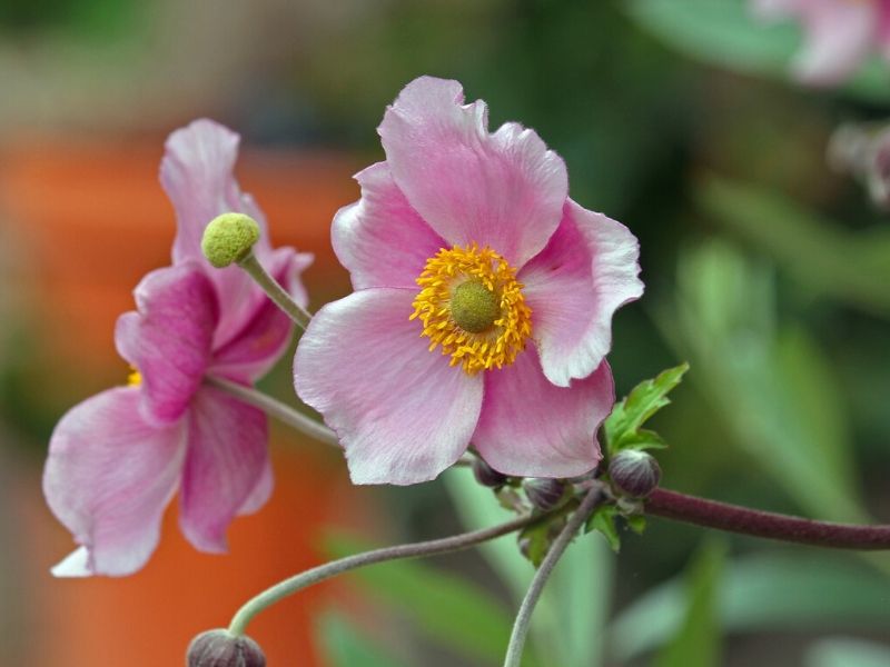 pink anemone