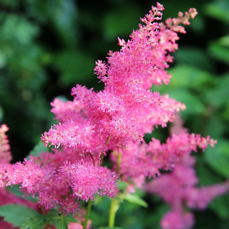 pink astilbe