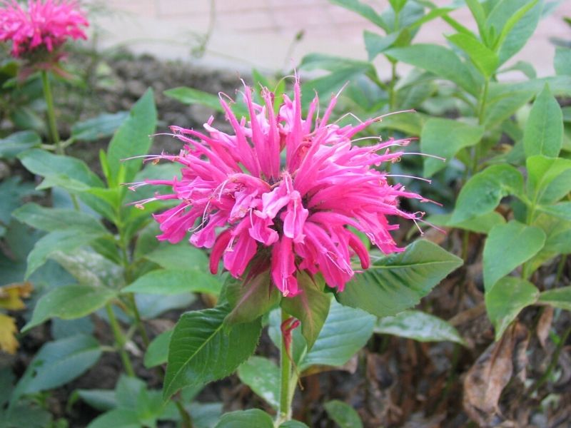 розовый пчелиный бальзам