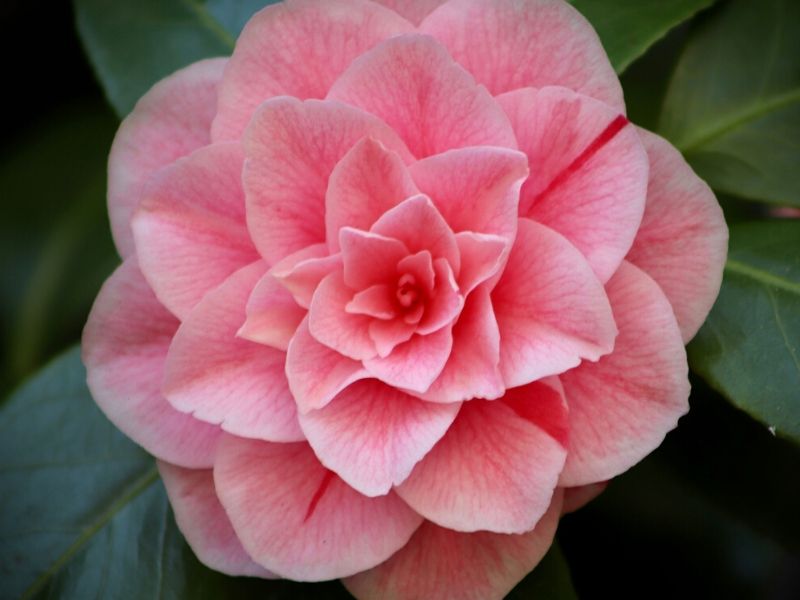 pink camellia