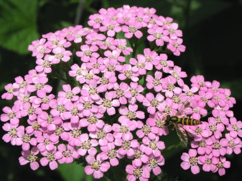 pink candytufts