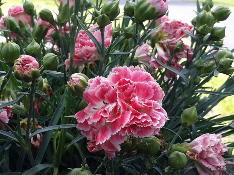 Carnation Flower Meaning and Symbolism | Florgeous