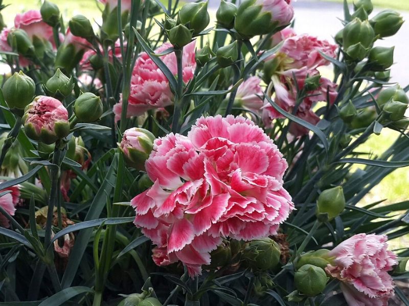 pink carnation