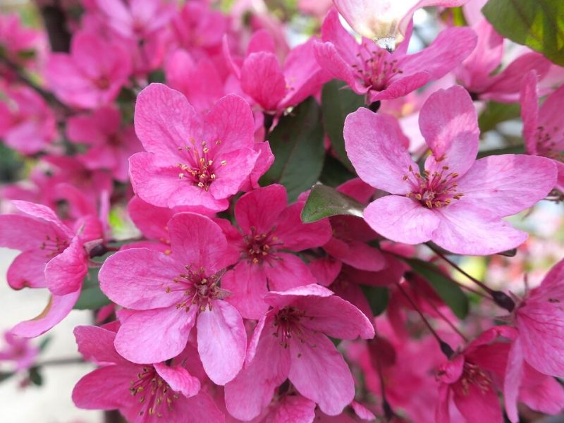 pink crabapple blossom