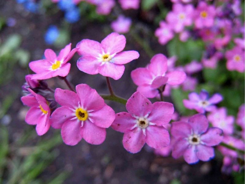 pink forget me not