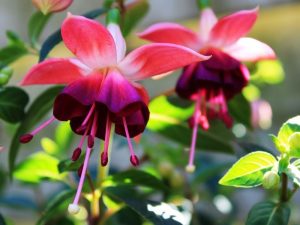 EXOTIC FLOWERS