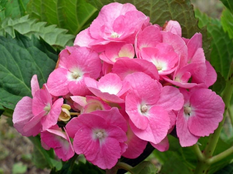 pink hydrangea