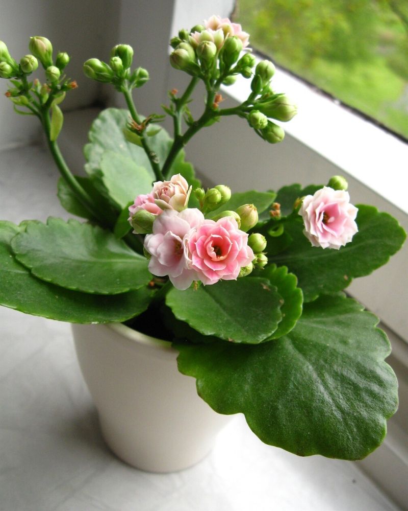 pink kalanchoe