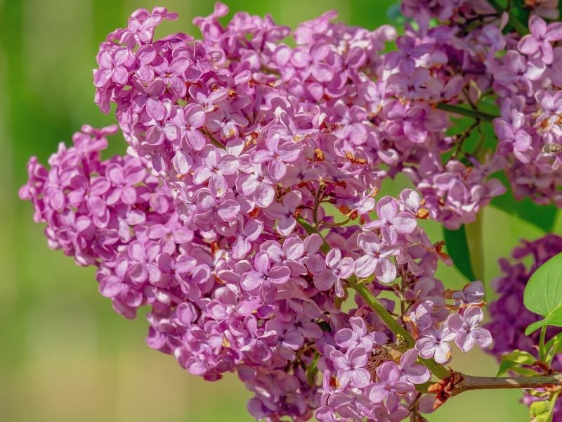 pink lilac