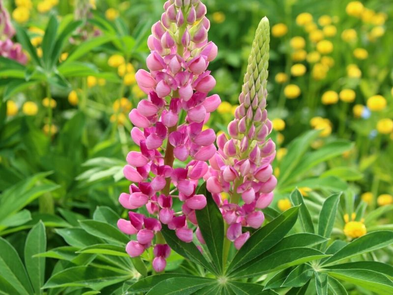 pink lupine