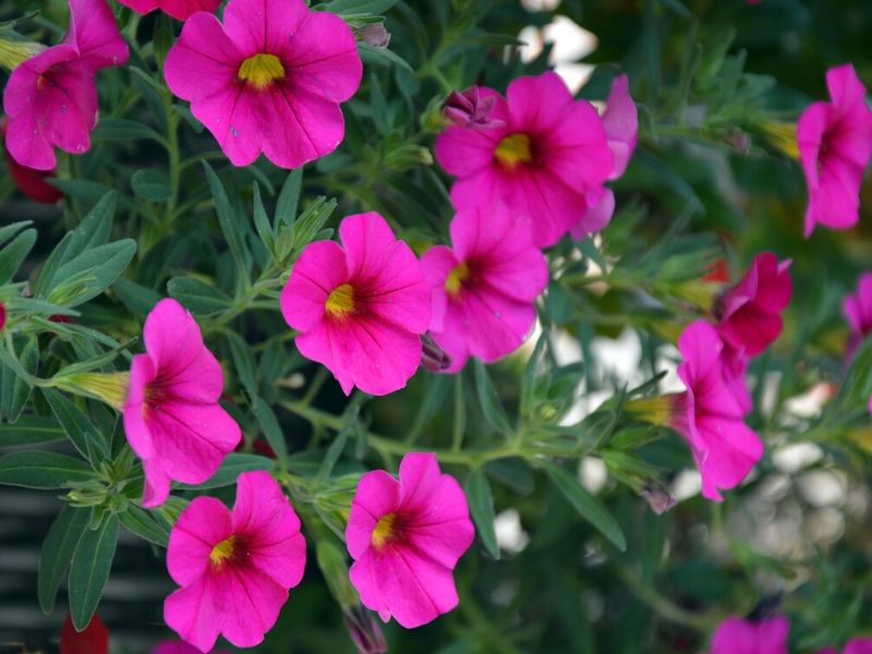 pink petunia