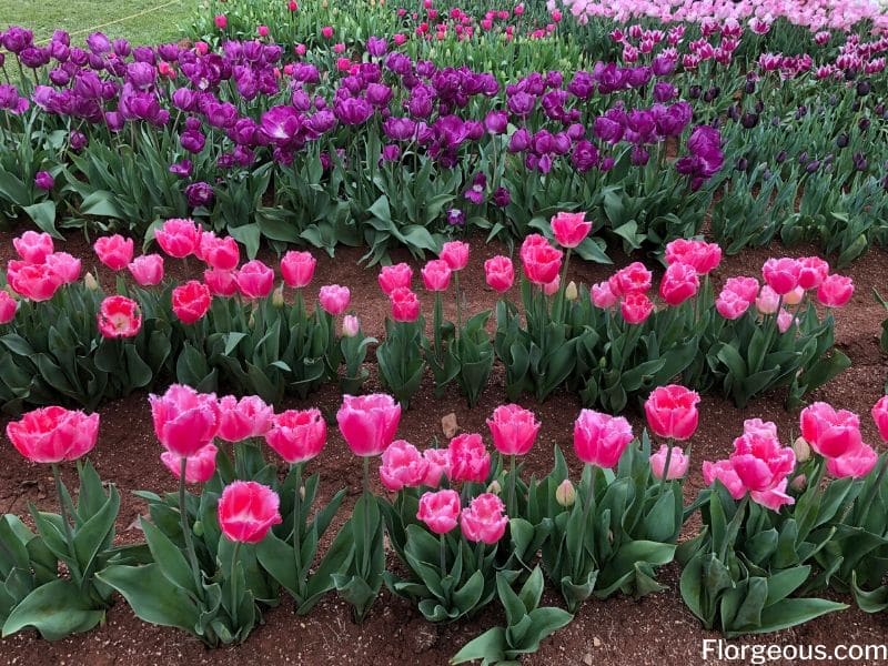 pink purple tulips