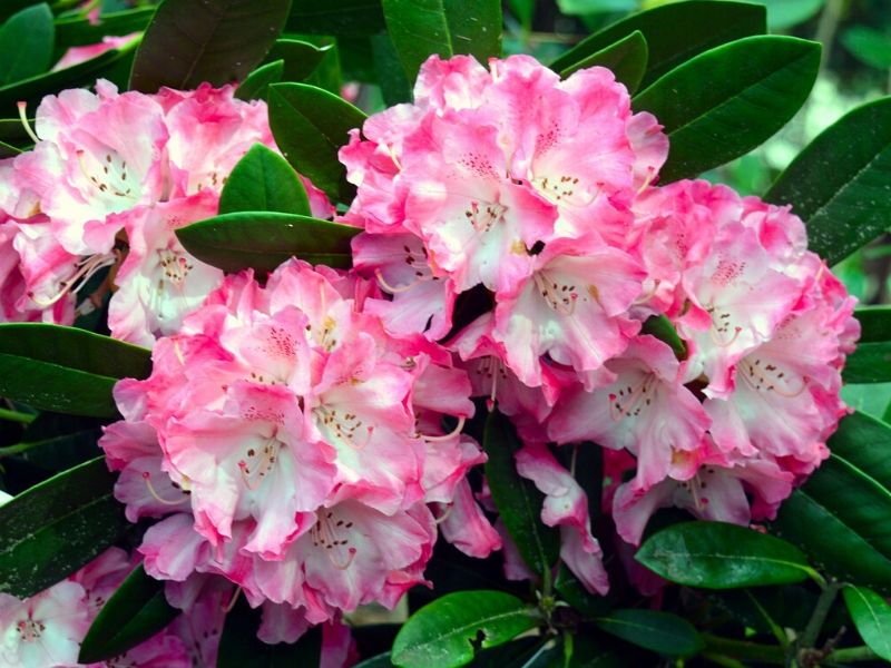 pink rhododendron