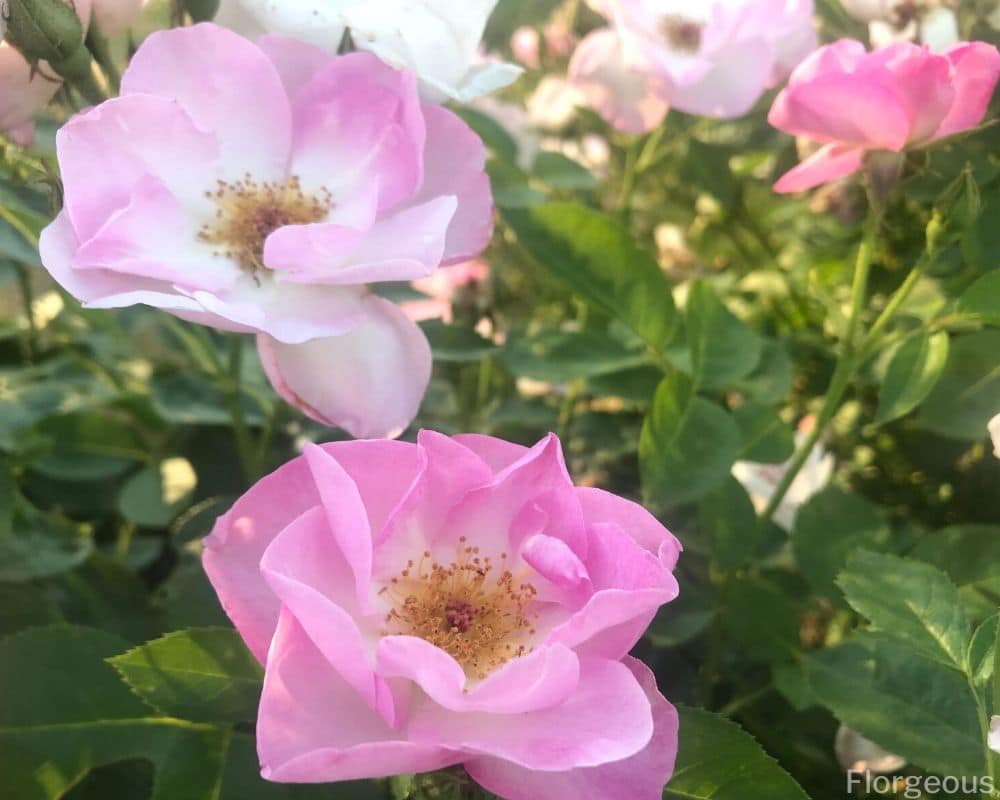 pale pink rose bushes