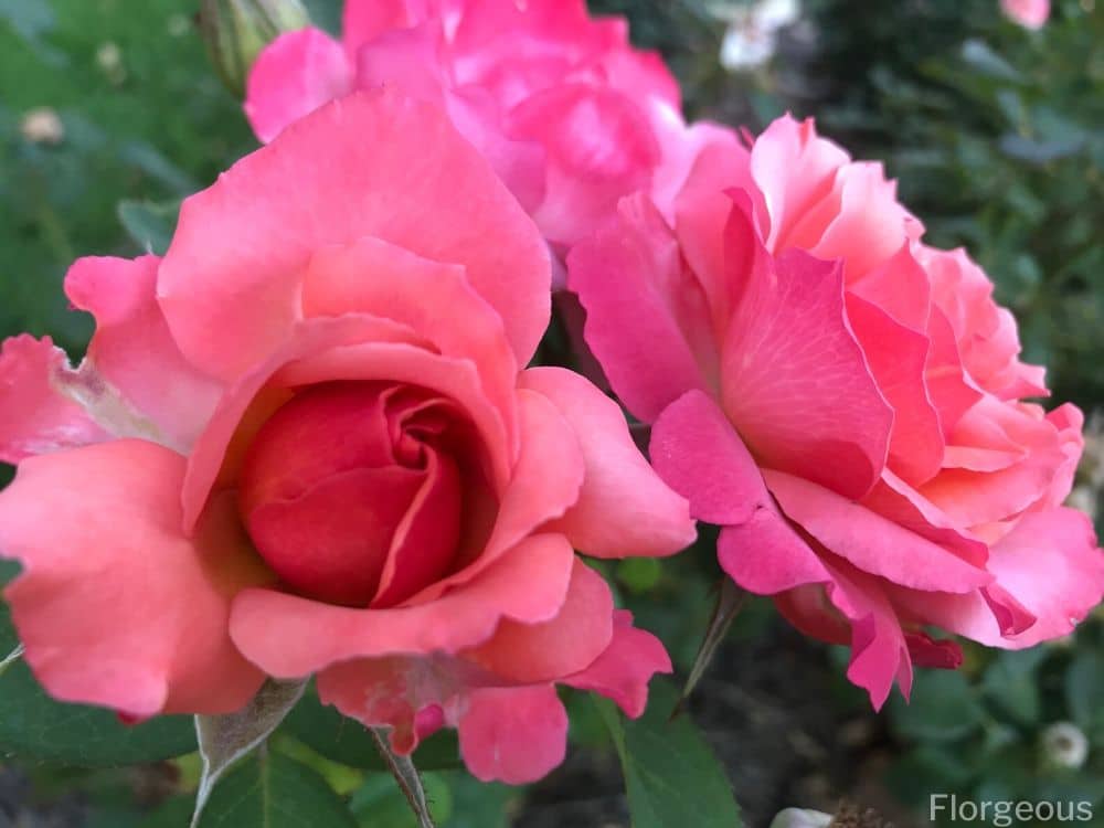 pink rose symbol