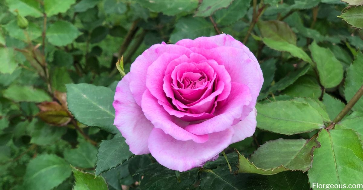 bright pink roses